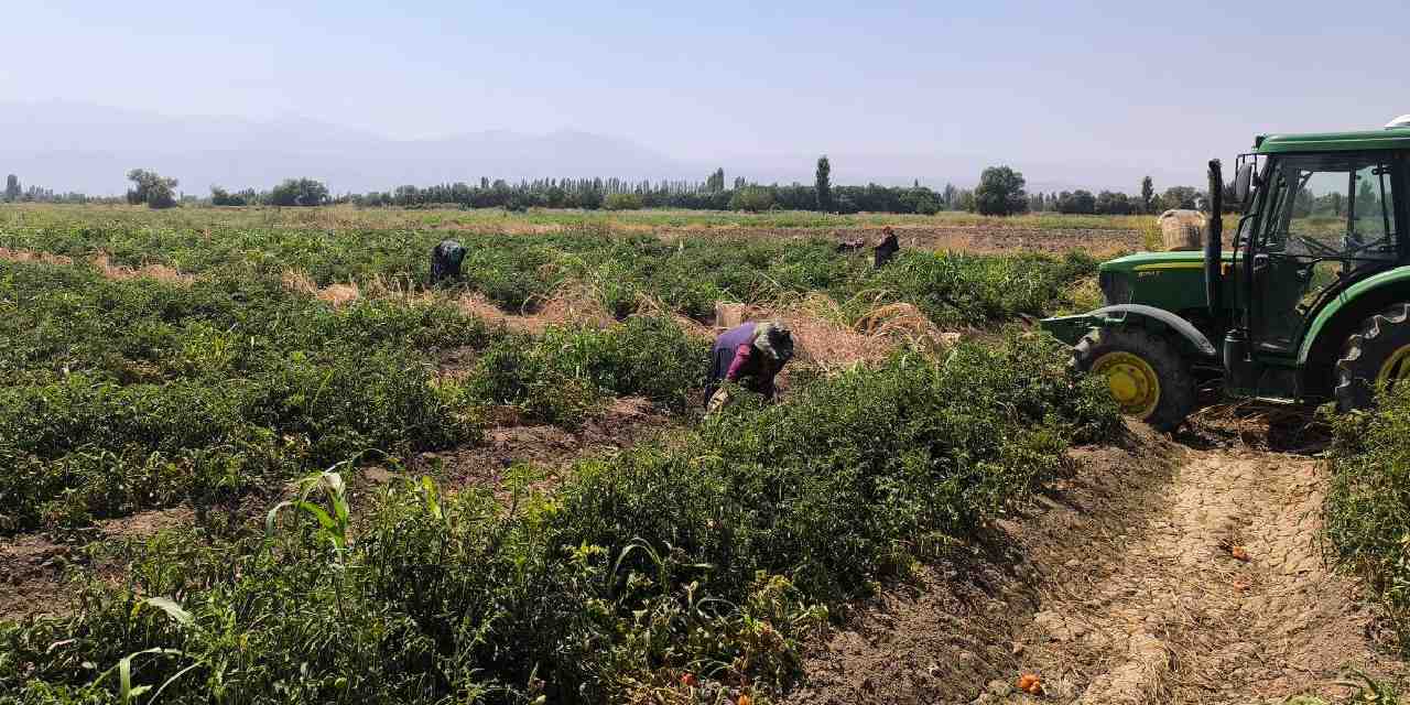 igdirda hasadi basladi kilosu 10 tlden 7 ton hasat bekliyor 6vkfIJQ6