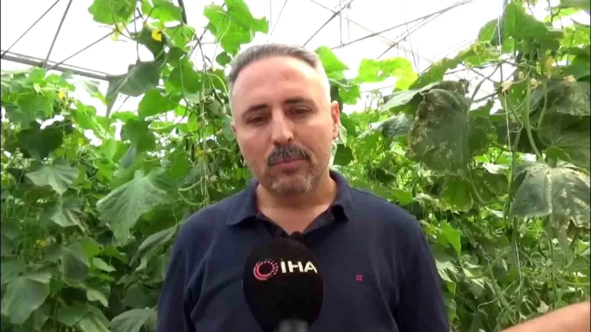 diyarbakirda salatalik serasi kuruldu 7hytGpuy