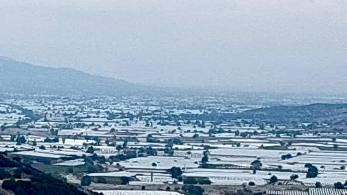 sarigolde uzum ureticileri ihracat icin hasada cagri iyi Bcrbjjru.jpg