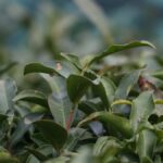 rize-cay-ihracatinda-birinci-t7ggIHyA