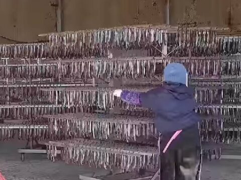 Güney Koreliler pişirmeden yiyor: Tek işçi günde 4 bin adet yapıyor