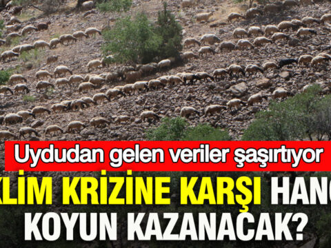 Iklim krizine karsi hangi koyun kazanacak uydudan gelen veriler ne soyluyor fqKH8NU3